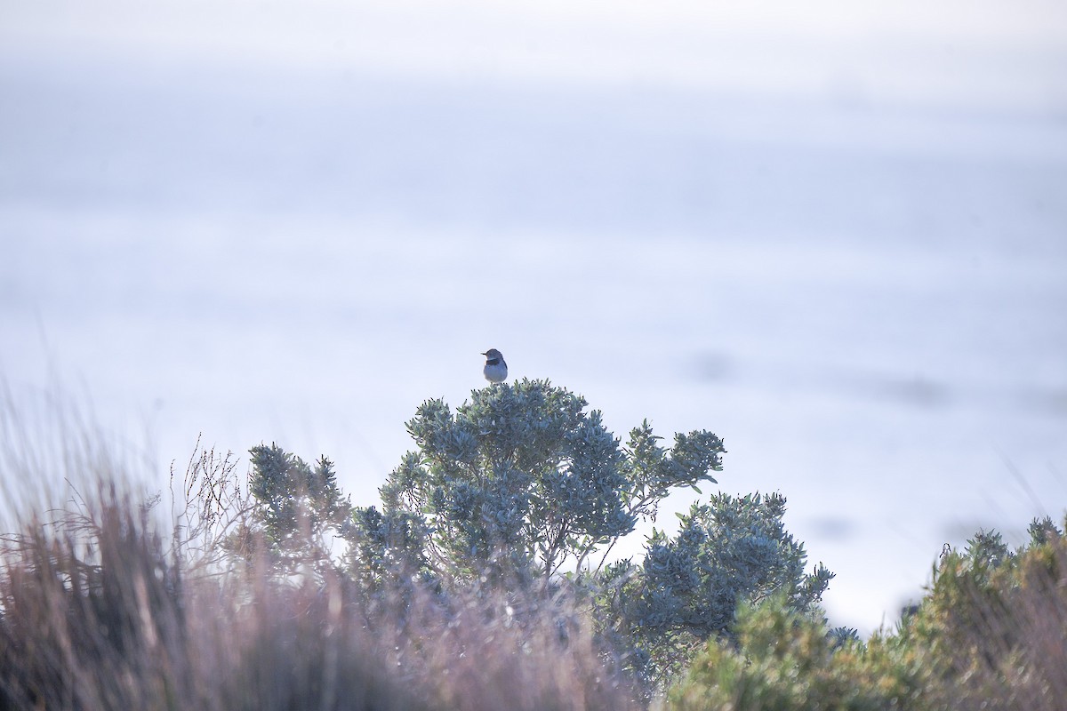 Eptianuro Pío - ML644385194