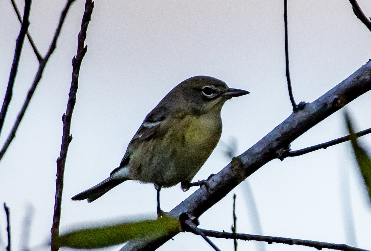 סבכון אורנים - ML644385201