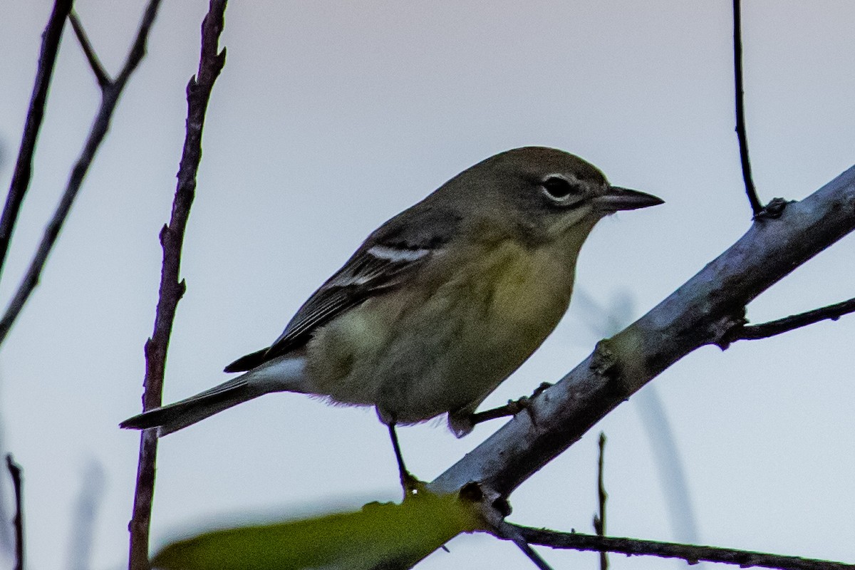 סבכון אורנים - ML644385202