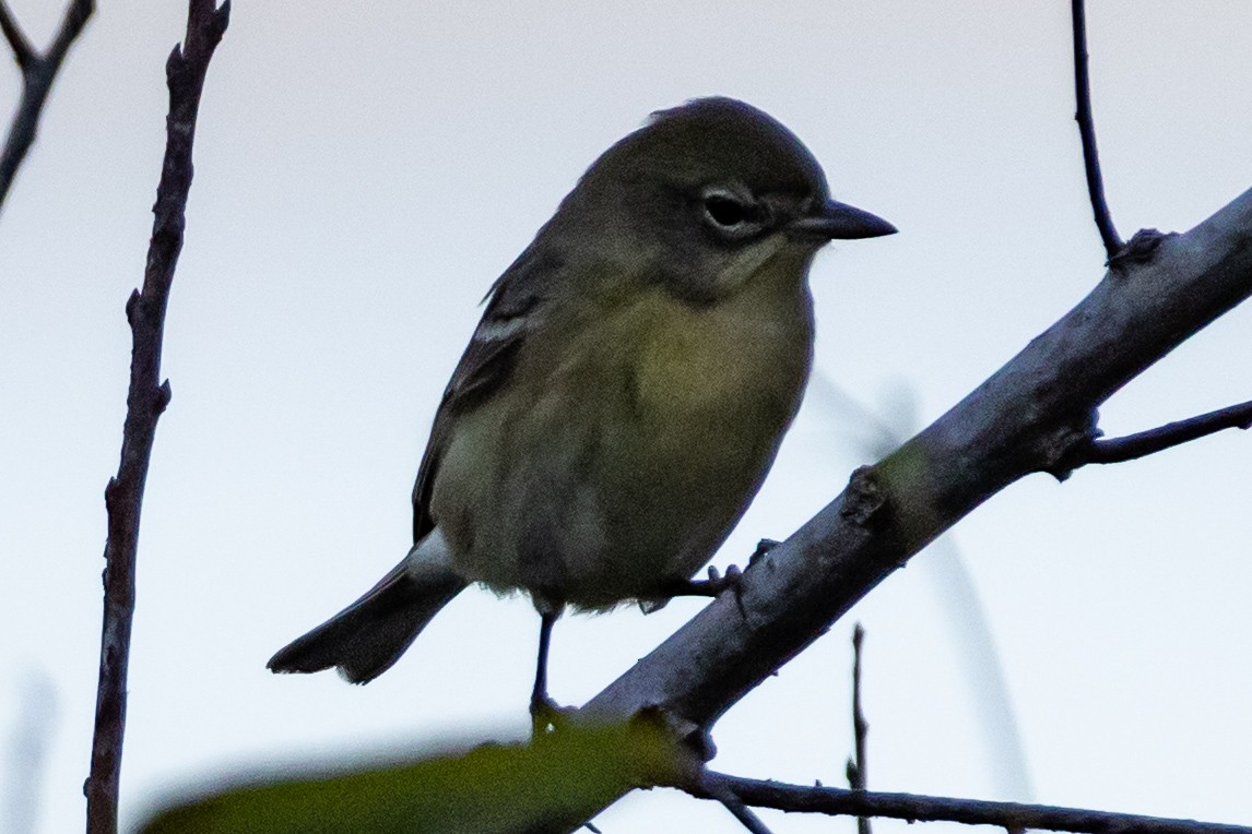סבכון אורנים - ML644385203