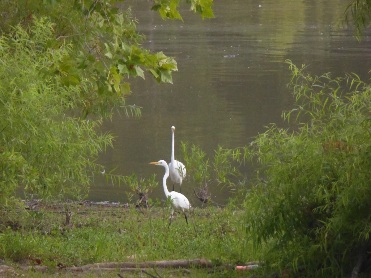 Great Egret - Dale Herman