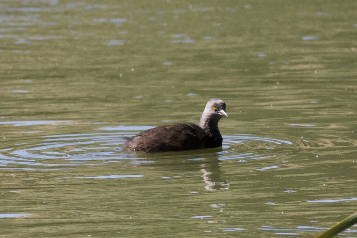 Least Grebe - ML644385221