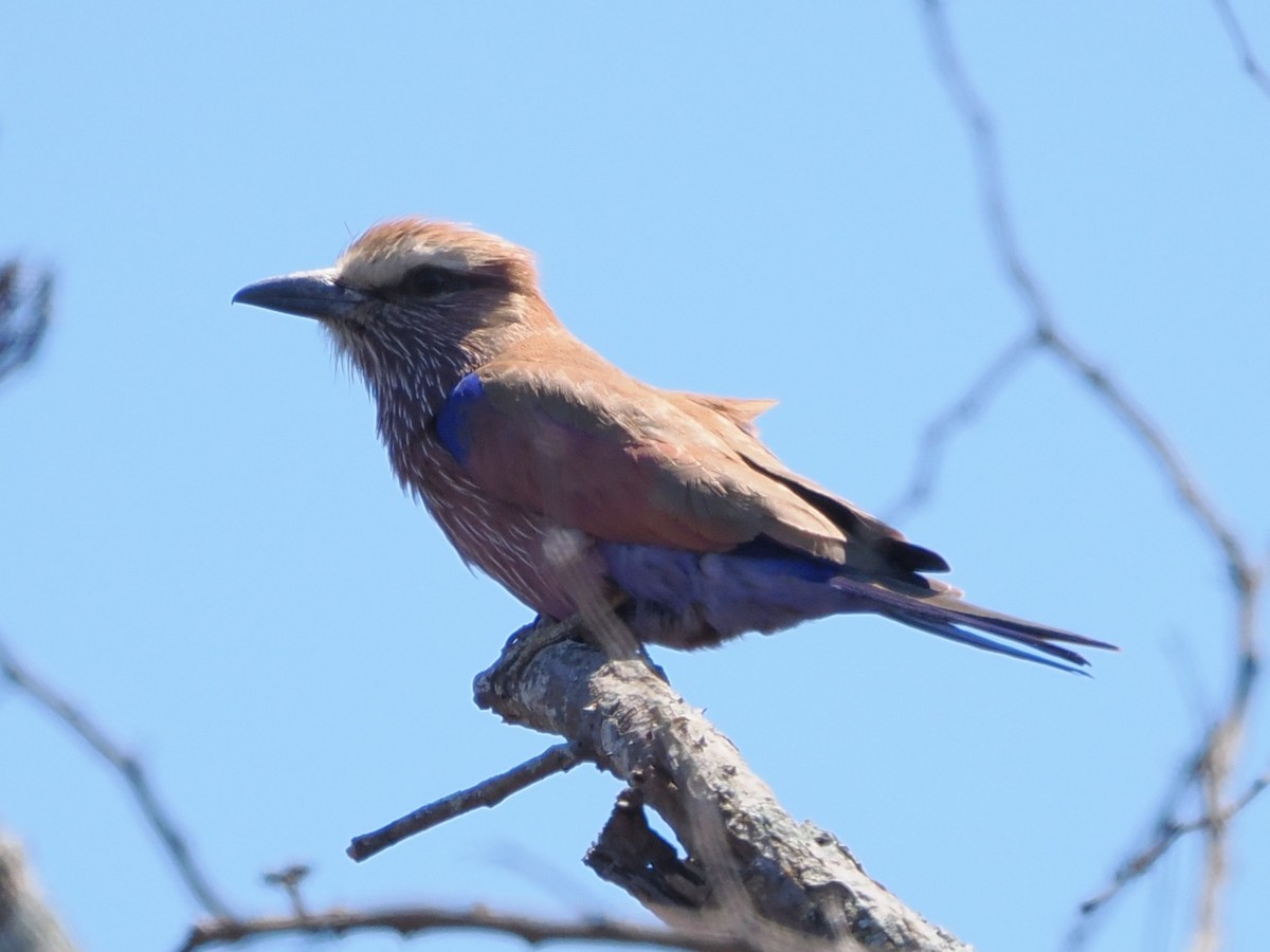 チャガシラニシブッポウソウ - ML644385224