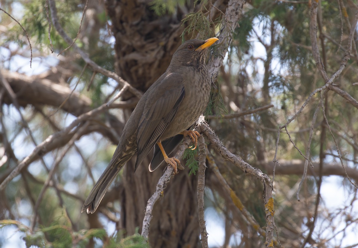 Yemen Thrush - ML644385225