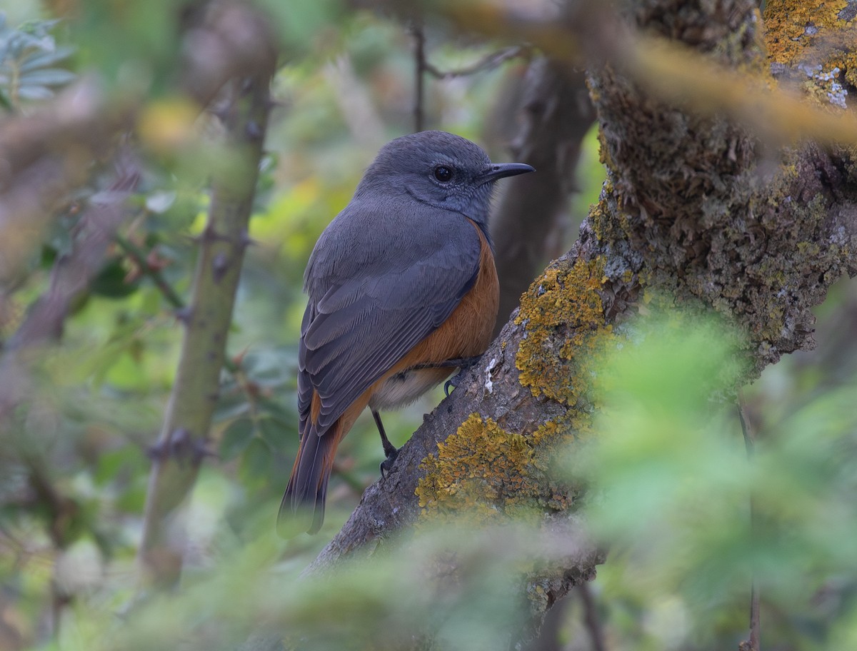 Little Rock-Thrush - ML644385230