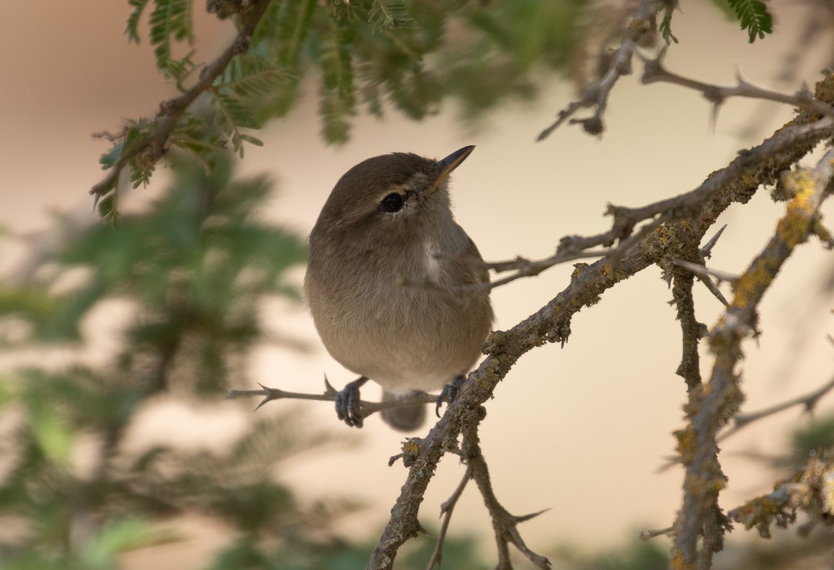 Brown Woodland-Warbler - ML644385234
