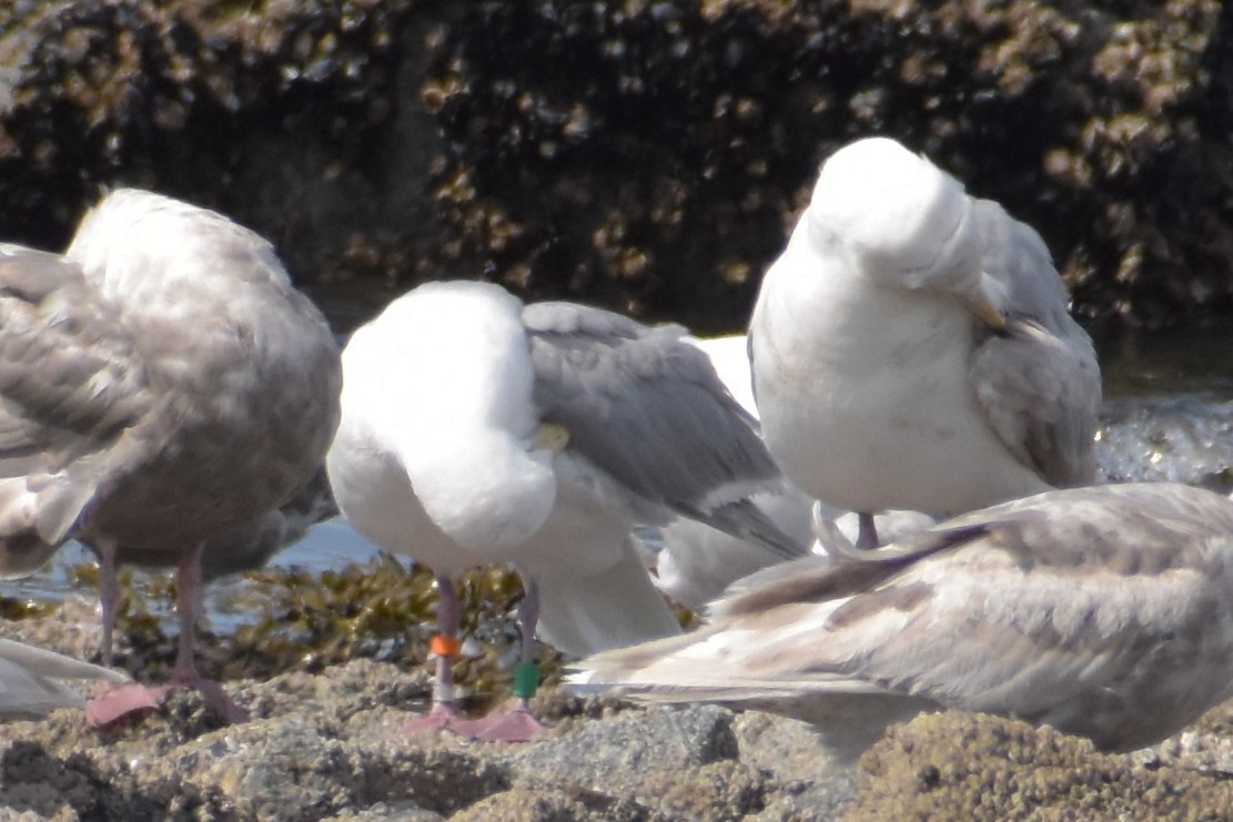 Glaucous-winged Gull - ML644385235