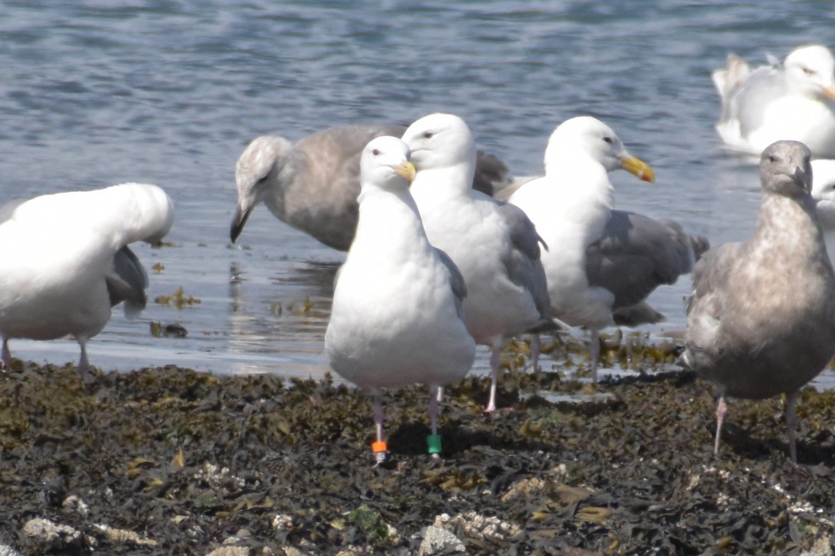 Glaucous-winged Gull - ML644385236