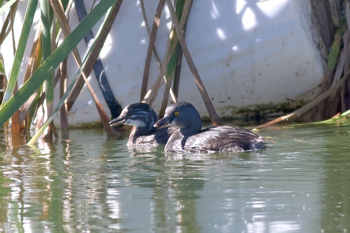 Least Grebe - ML644385245
