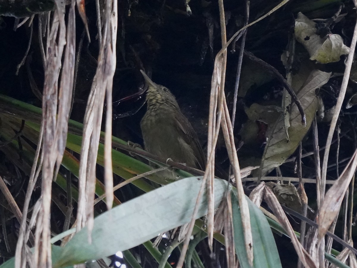 Eastern Woodhaunter - ML644385248