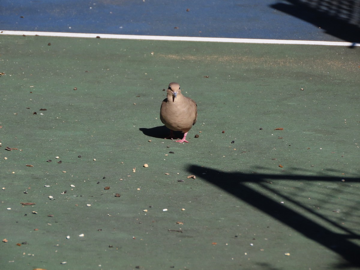 Zenaida Huilota - ML644385251