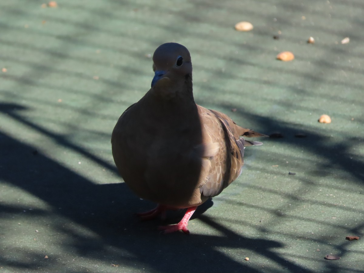 Zenaida Huilota - ML644385252