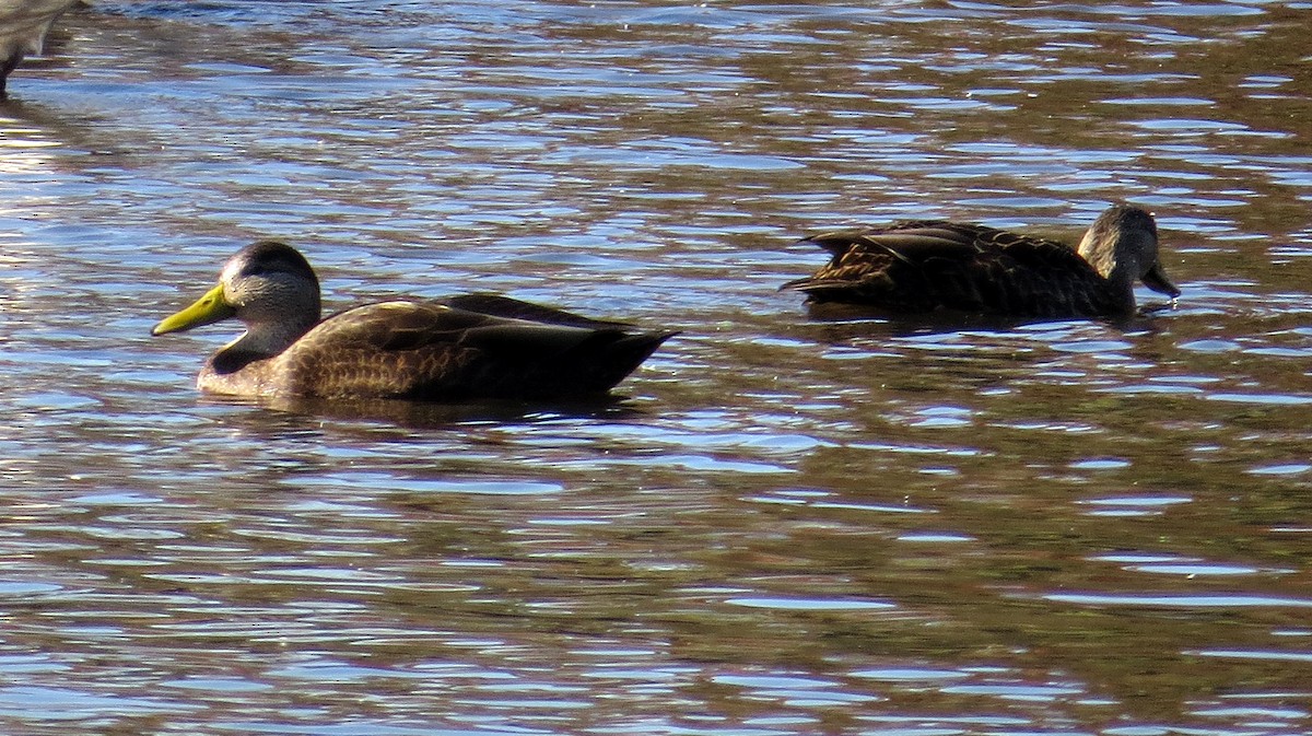 American Black Duck - ML644385256