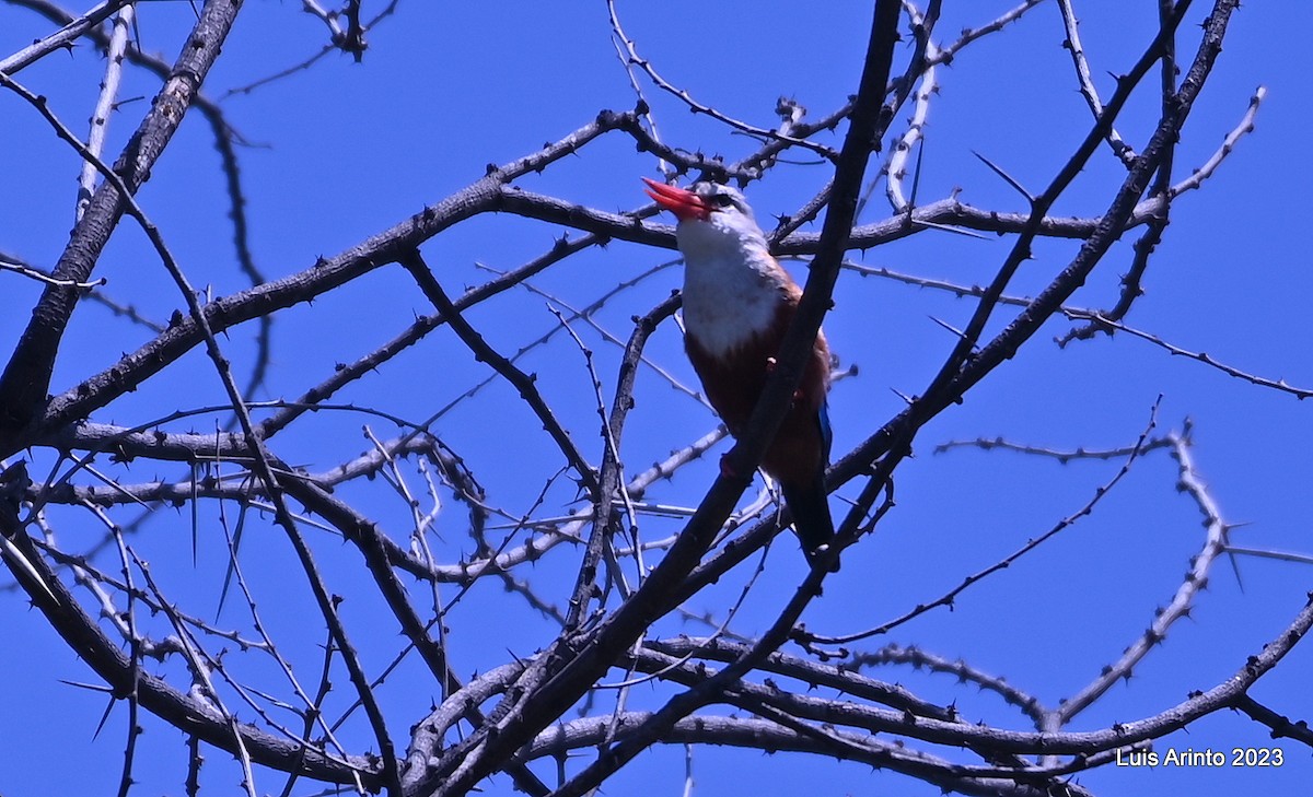 Gray-headed Kingfisher - ML644385275
