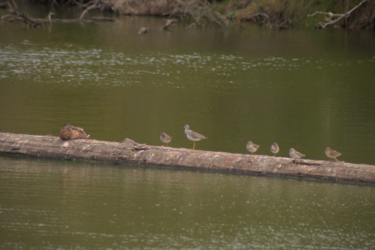 Greater Yellowlegs - ML644385278