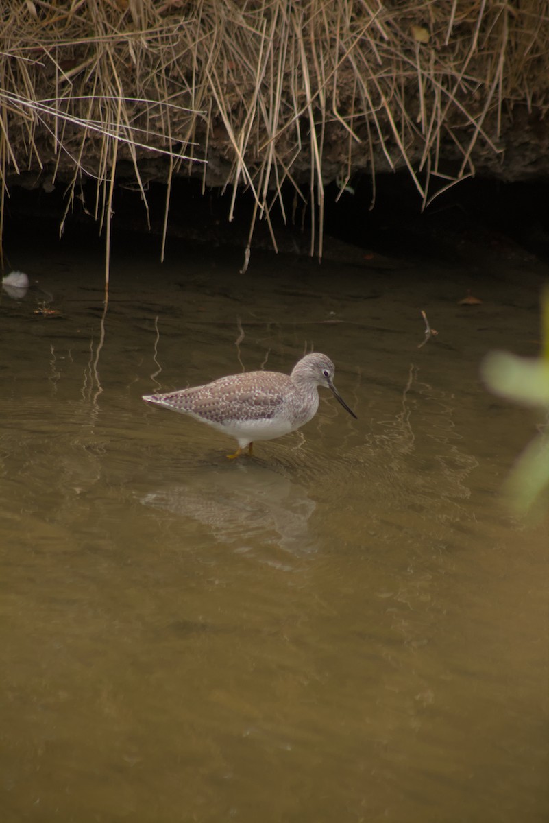 Greater Yellowlegs - ML644385281