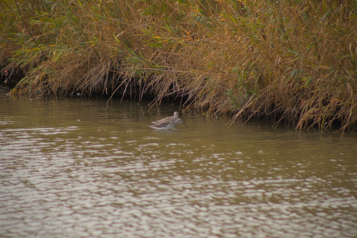Greater Yellowlegs - ML644385290