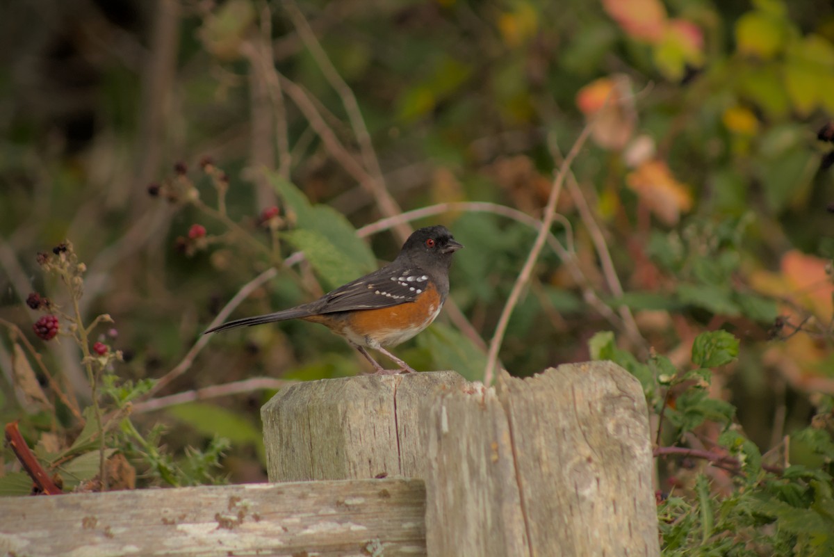 Spotted Towhee - ML644385301