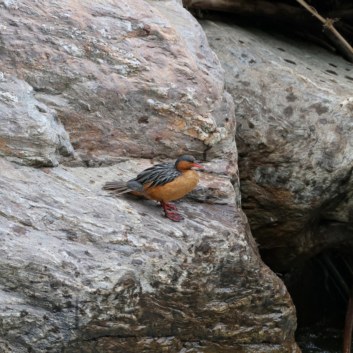 Torrent Duck - ML644385310