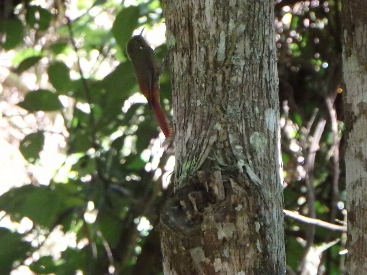Olivaceous Woodcreeper - ML644385319