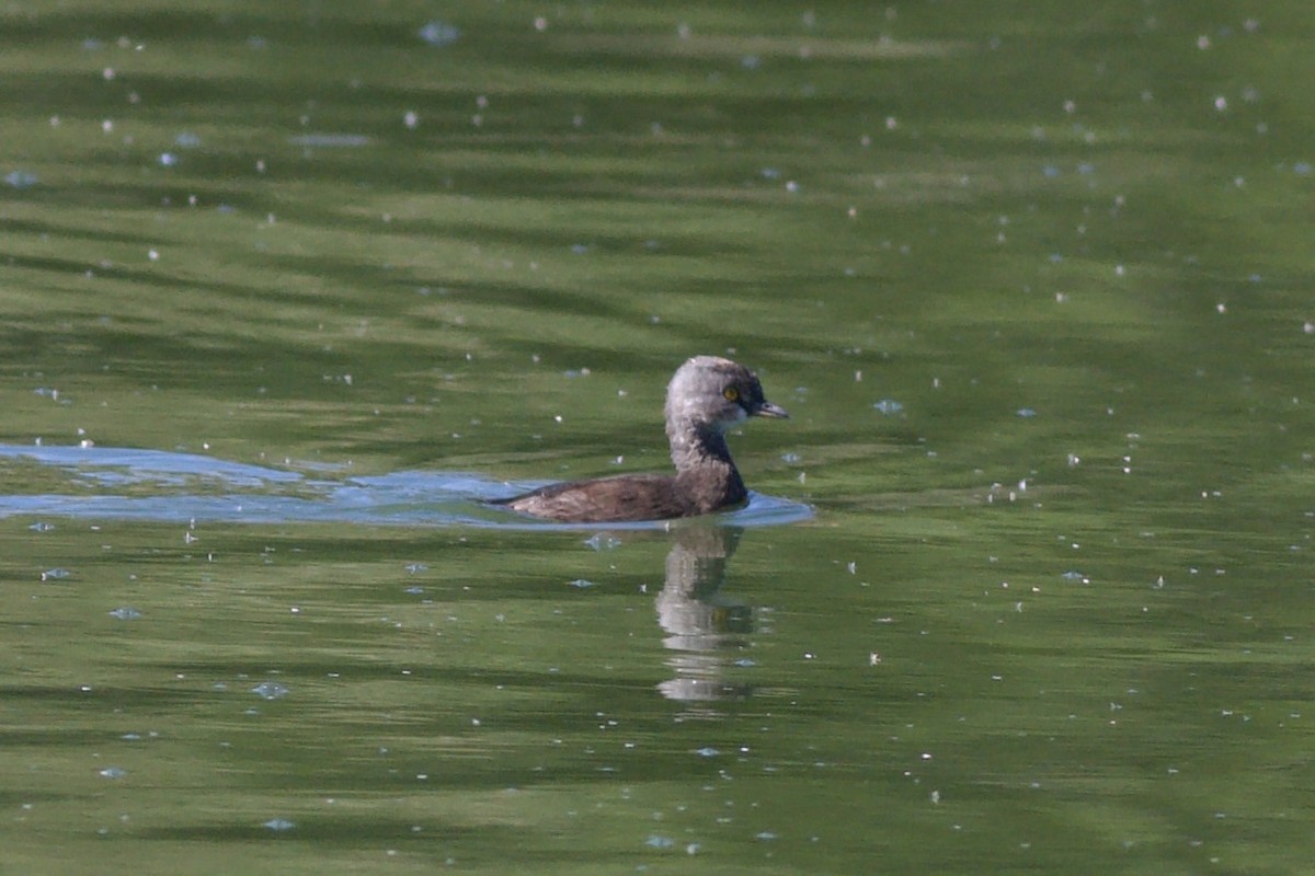 Least Grebe - ML644385323
