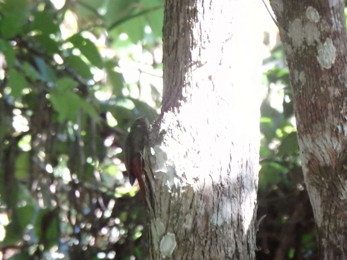 Olivaceous Woodcreeper - ML644385325