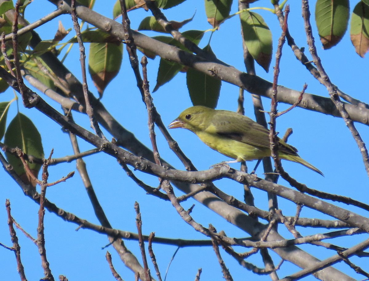 Scarlet Tanager - ML644385327