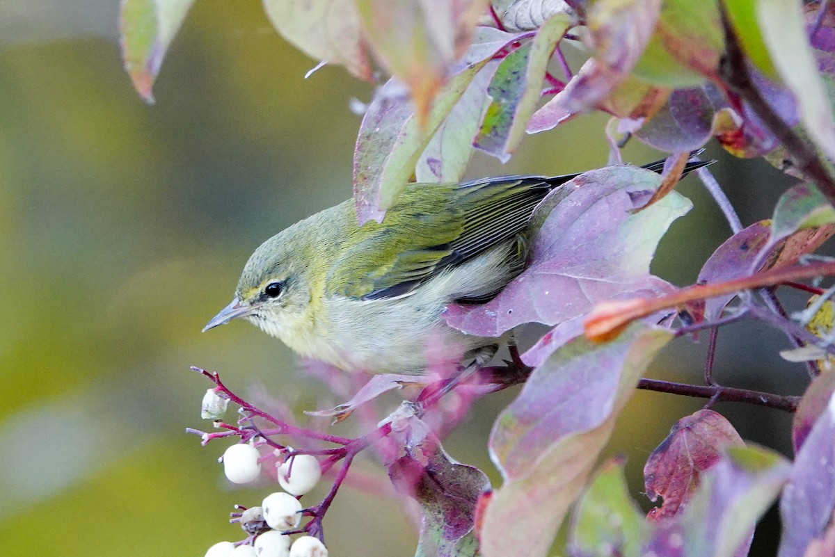 Tennessee Warbler - ML644385335
