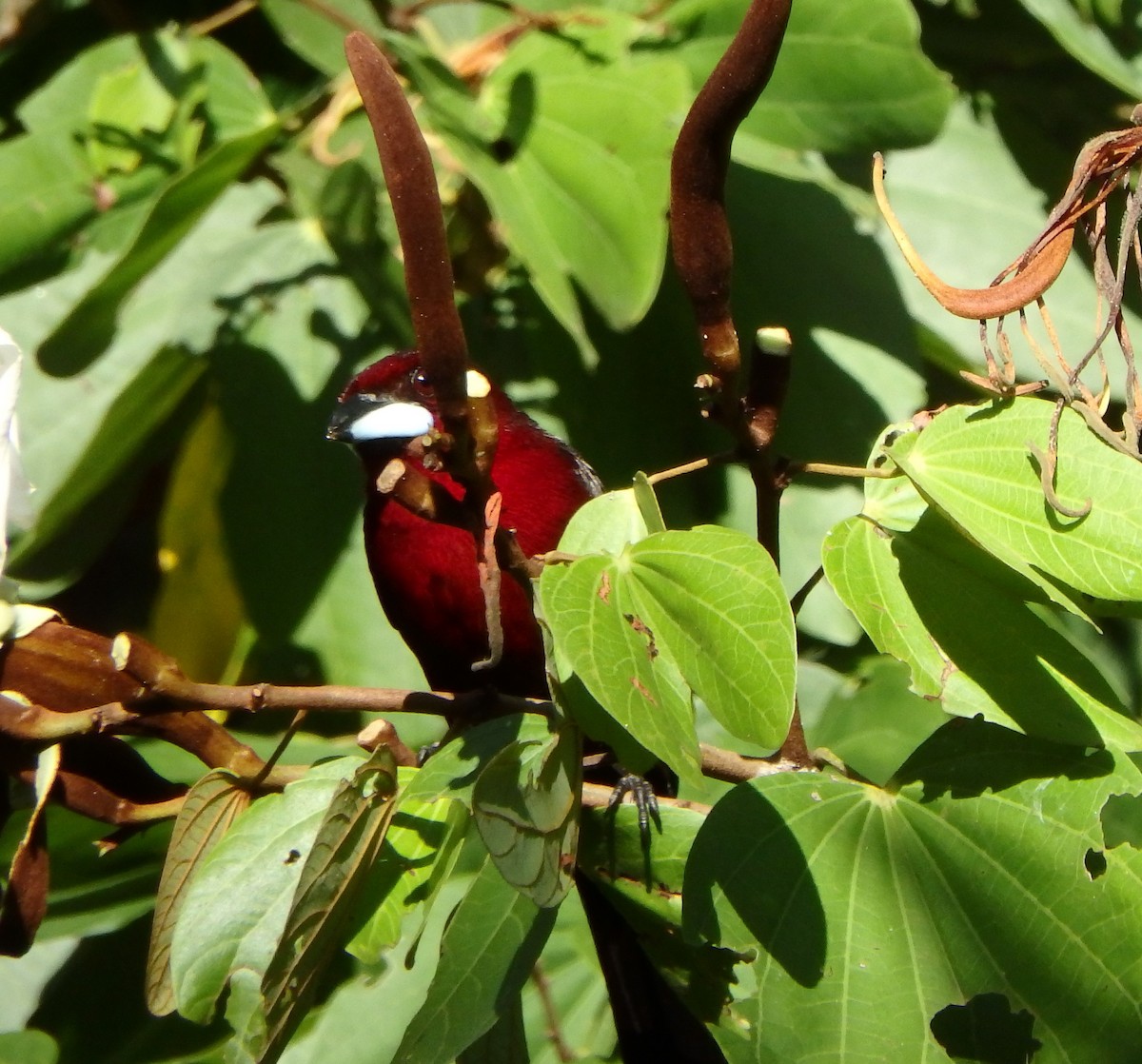 Silver-beaked Tanager - ML644385340