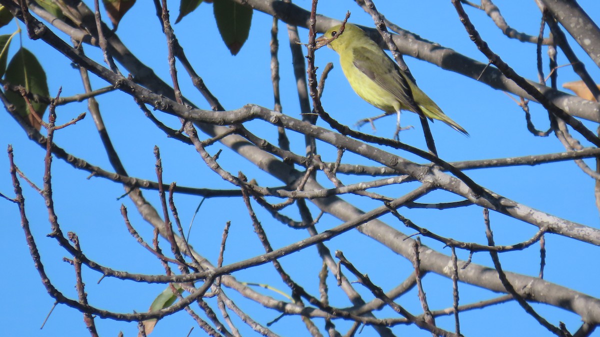 Scarlet Tanager - ML644385342