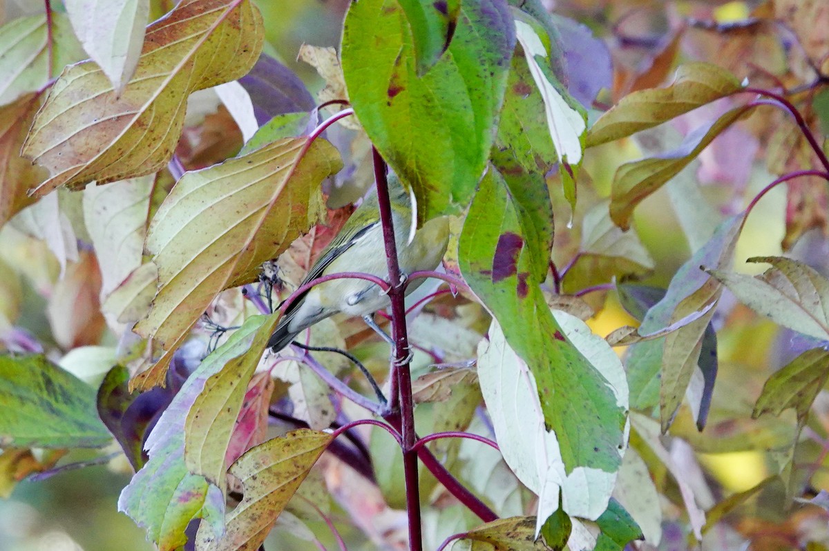 Tennessee Warbler - ML644385344