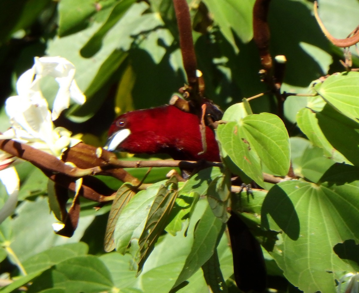 Silver-beaked Tanager - ML644385346