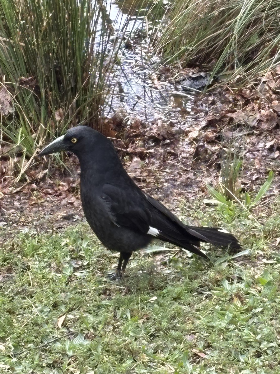 Verdugo Pío - ML644385347