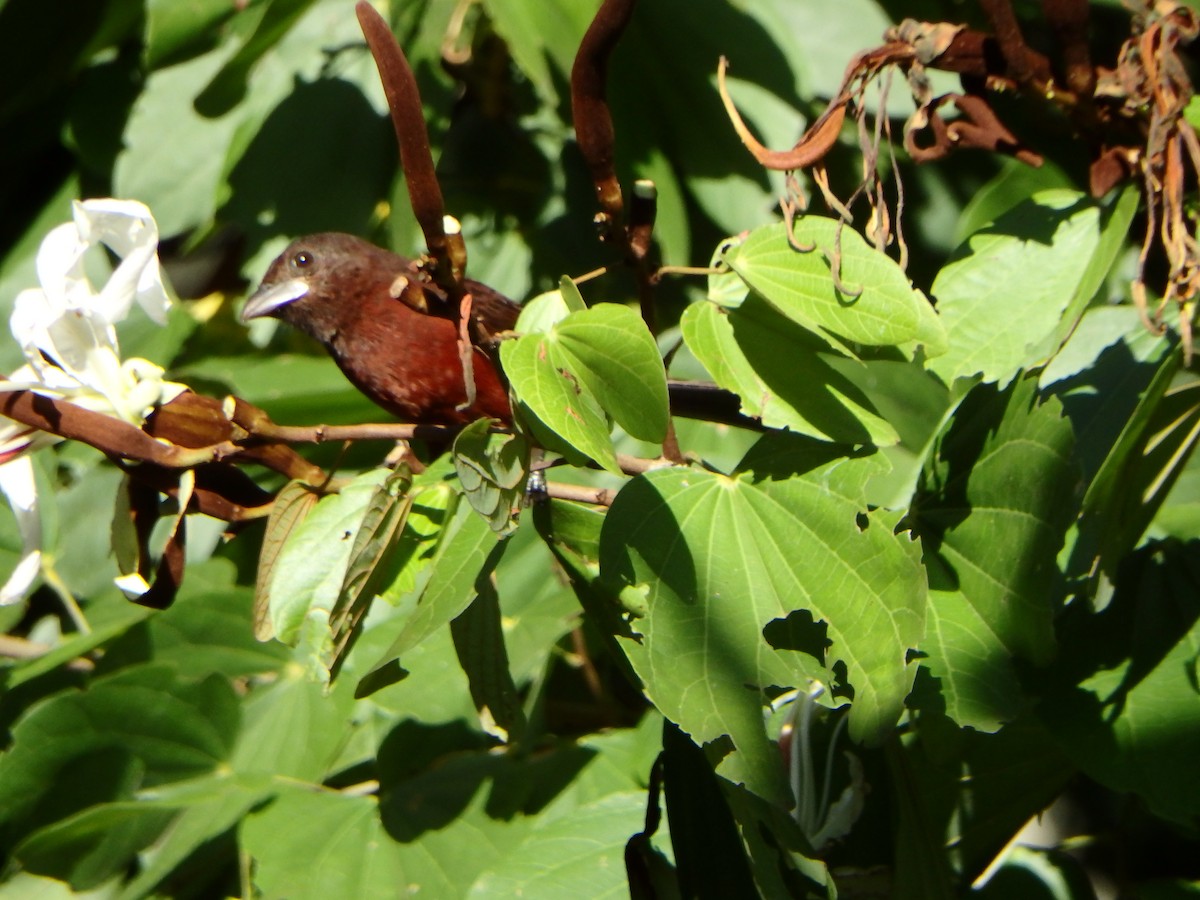 Silver-beaked Tanager - ML644385350