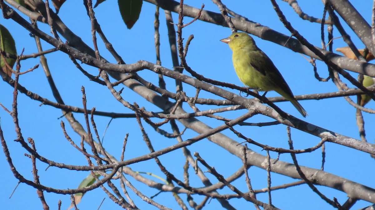 Scarlet Tanager - ML644385351