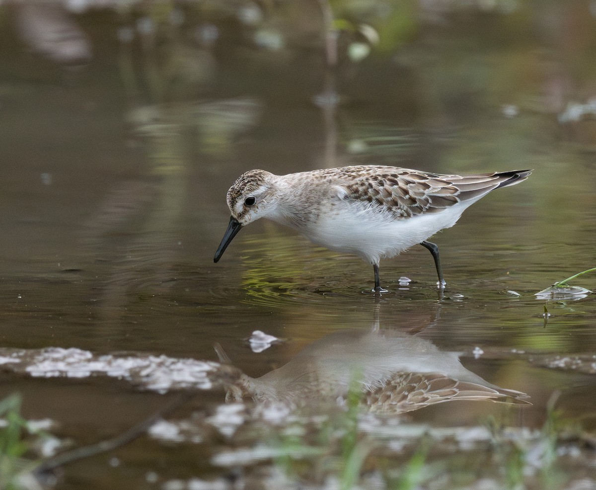 jespák srostloprstý - ML644385355