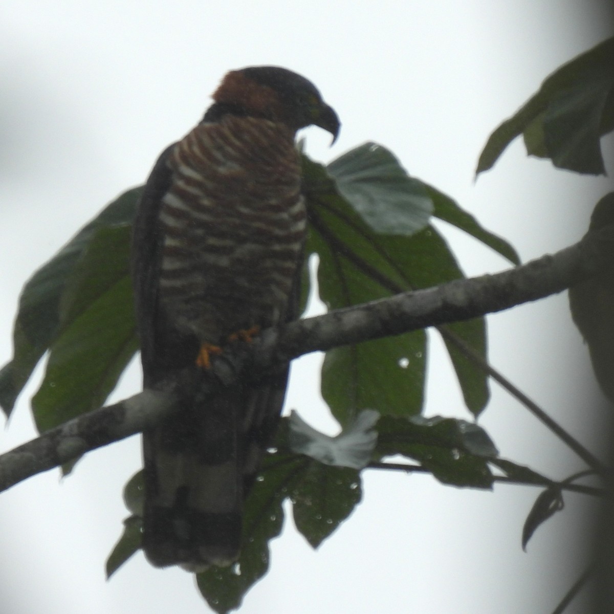 Hook-billed Kite - ML644385356