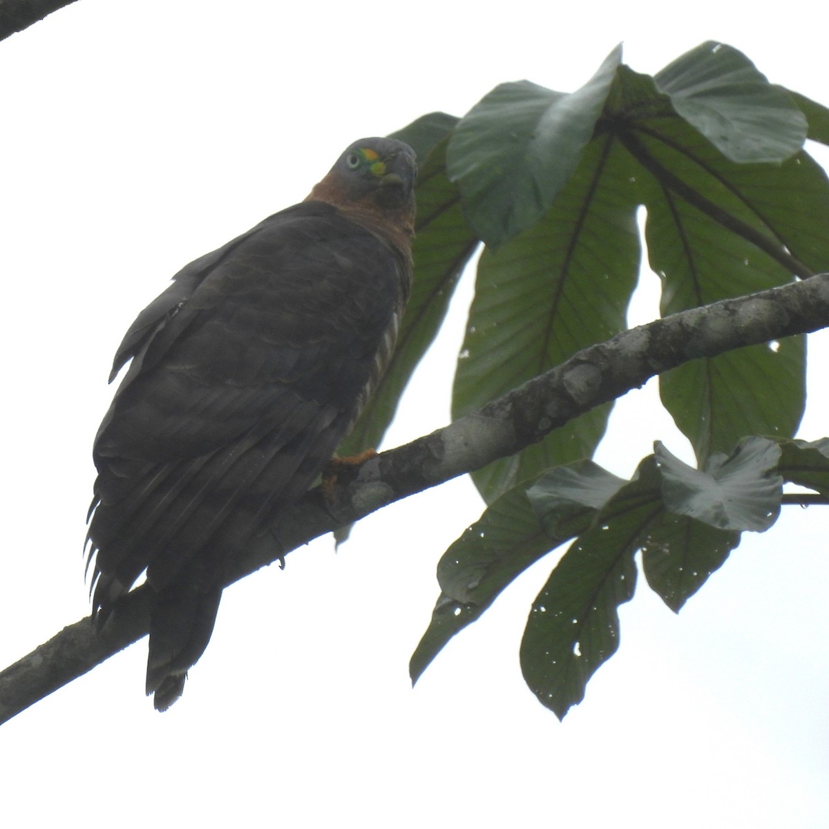 Hook-billed Kite - ML644385357