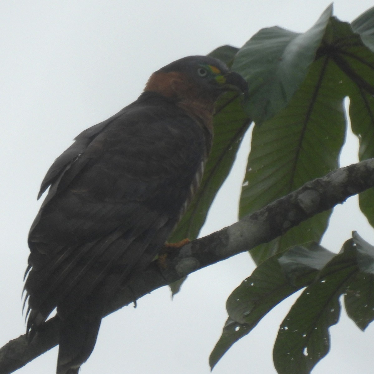 Hook-billed Kite - ML644385358
