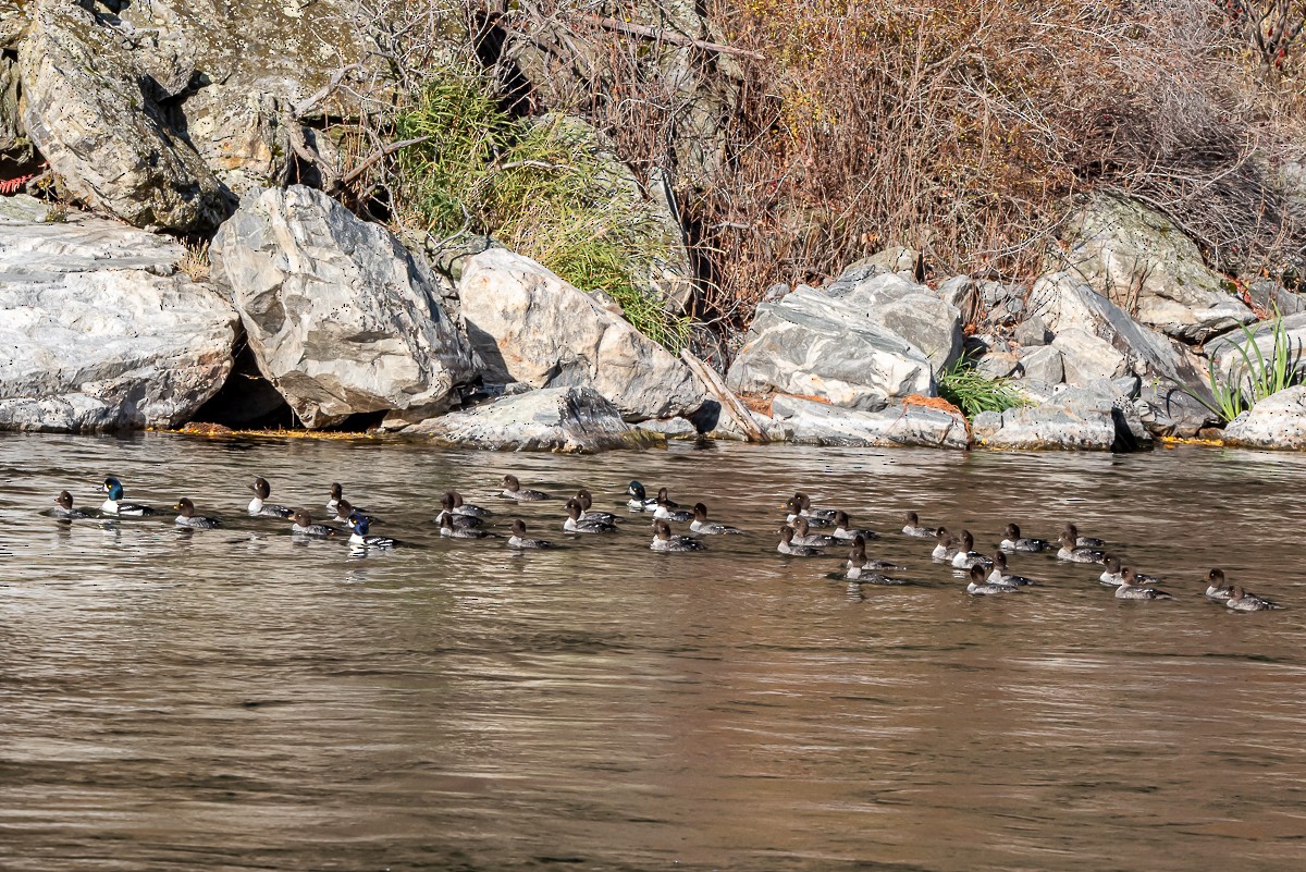 hohol islandský - ML644385362