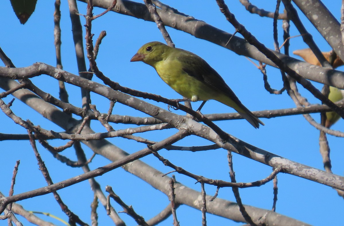 Scarlet Tanager - ML644385363