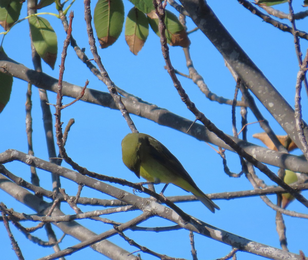 Scarlet Tanager - ML644385374