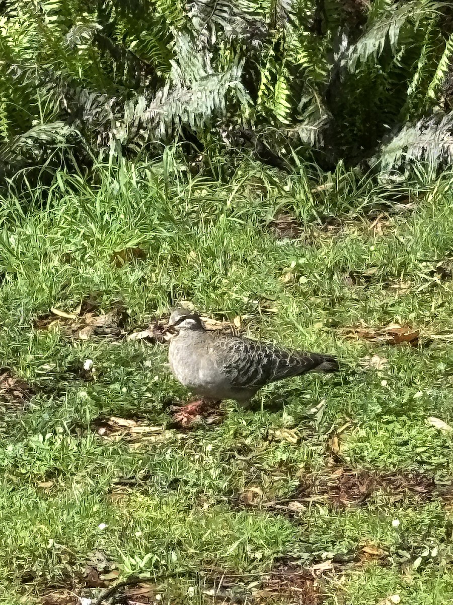 Common Bronzewing - ML644385382