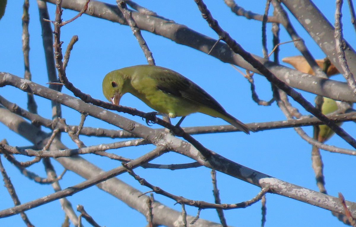 Scarlet Tanager - ML644385385