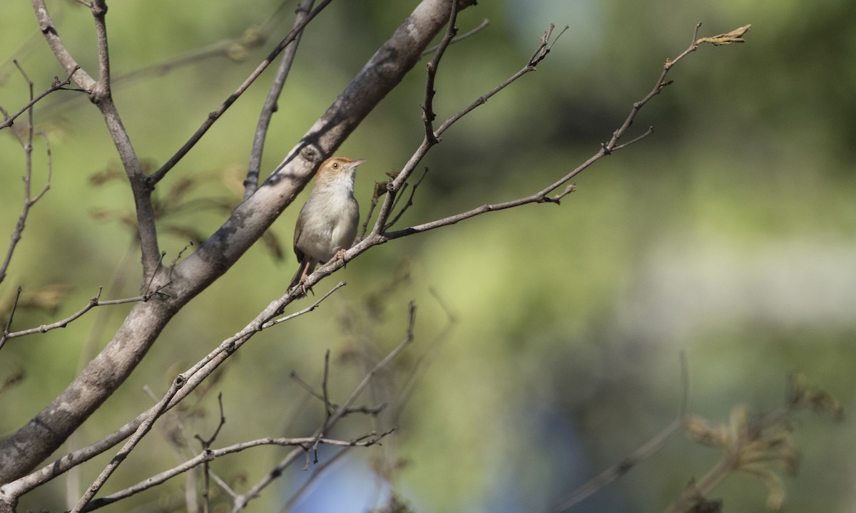 Cisticole à couronne rousse - ML644385390