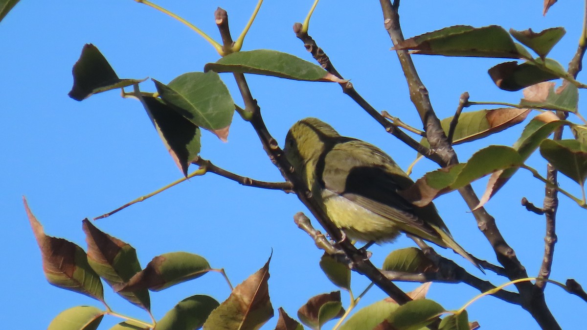 Scarlet Tanager - ML644385400