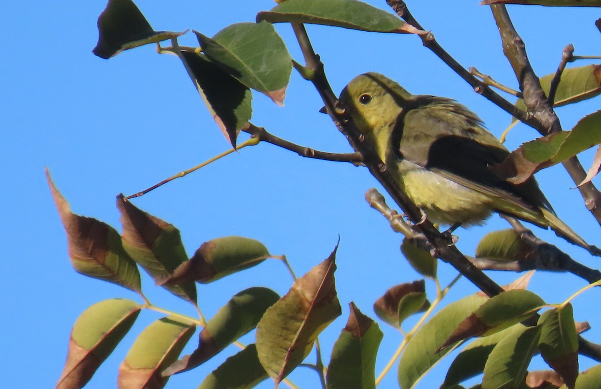 Scarlet Tanager - ML644385403