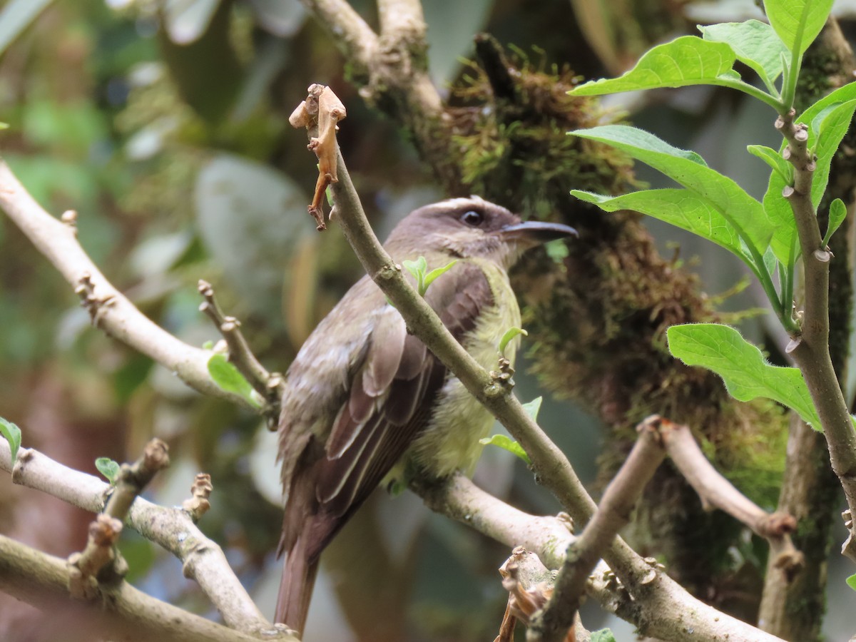 Golden-crowned Flycatcher - ML644385408