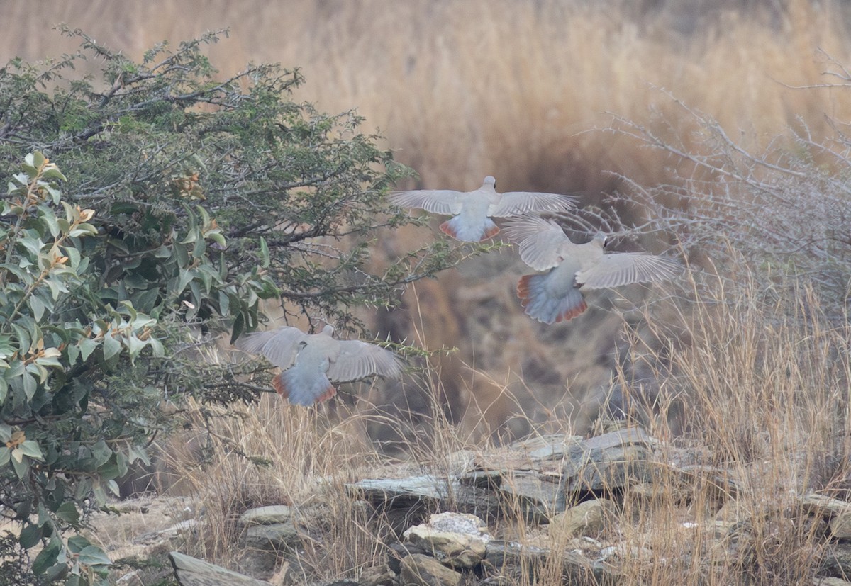 Philby's Partridge - ML644385414