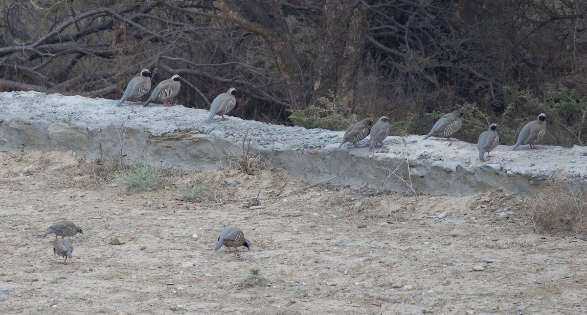 Philby's Partridge - ML644385415